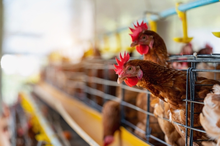 Avian influenza outbreaks among poultry flocks in Michigan and Texas are in the news. Closer to home, the most recent bird flu outbreak in Nevada occurred in 2022 in Nye County. The Southern Nevada Health District says it stands ready to act if an outbreak is reported in Clark County.