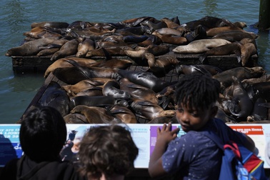 Children look at sea lions from Pier 39, Thursday, May 2, 2024, in San Francisco.