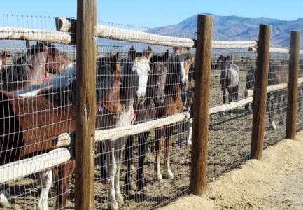Wild horses stand behind a fence at the Bureau of Land Management's holding facility in Palomino Valley, Nev. June 5, 2013. Wild horses throughout Nevada are being rounded up by federal land managers who say they're preserving land and protecting herds while water and food sources become scarce. But some wild horse advocates want to do away with roundups, saying they waste resources and harm the horses. 