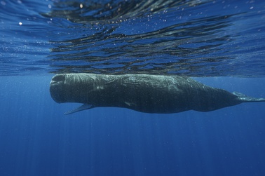 A sperm whale swims off the coast of Dominica in March 2024.