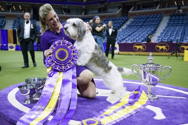 FILE - Handler Janice Hays poses for photos with Buddy Holly, a petit basset griffon Vendéen, after he won best in show during the 147th Westminster Kennel Club Dog show, Tuesday, May 9, 2023, at the USTA Billie Jean King National Tennis Center in New York. To the casual viewer, competing at the Westminster Kennel Club dog show might look as simple as getting a dog, grooming it and leading it around a ring. But there’s a lot more involved in getting to and exhibiting in the United States’ most prestigious canine event. 

