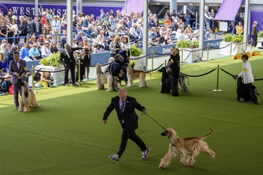 David Giordano runs with Afghan Hound Frankie during breed group judging at the 148th Westminster Kennel Club Dog show, Monday, May 13, 2024, at the USTA Billie Jean King National Tennis Center in New York. 


