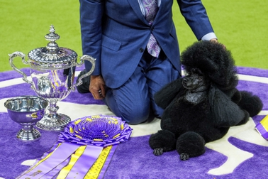 Sage, a miniature poodle, poses for photos after winning best in show at the 148th Westminster Kennel Club dog show Tuesday, May 14, 2024, at the USTA Billie Jean King National Tennis Center in New York. 



