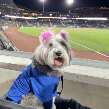 A Las Vegas dog whose social media presence has helped locals and visitors navigate the valley’s dog-friendly scene has advanced to the finals of a national pet competition.