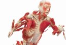 BODIES... The Exhibition