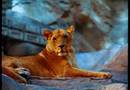 Lion Habitat