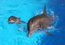 Siegfried & Roy’s Secret Garden and Dolphin Habitat