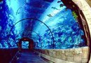 Shark Reef Aquarium 