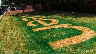Green Grass