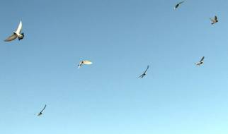 Pigeon Racing