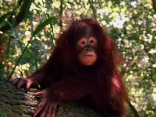 Monkey Off Your Back