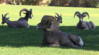 Big Horn Sheep