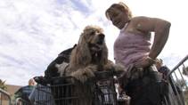 Homeless and impoverished Las Vegas residents brought their pets to the Cashman Convention Center Tuesday for free veterinary care. The treatment was part of Project Homeless Connect, where people can go to recieve free food, clothing and health care. 