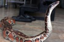 Snakes in a Box