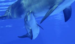 Mirage Dolphins