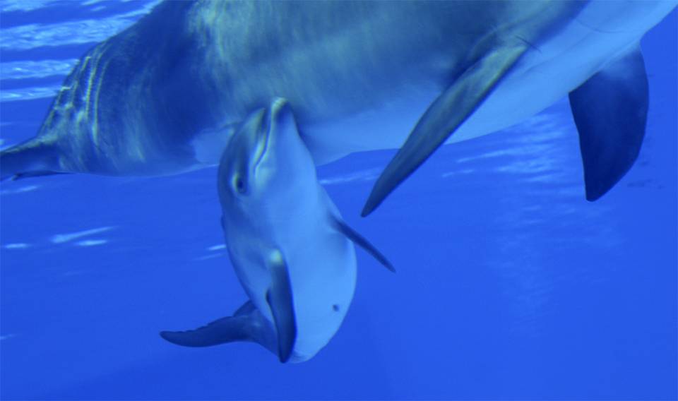 Mirage Dolphins