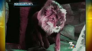 MGM closes lion habitat 