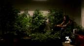 Bust yeilds more than $1 million in pot