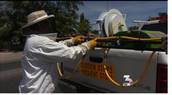 Bees attack landscaping crew