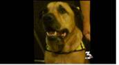 Judge rules on euthanizing dog