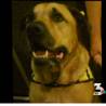 Judge rules on euthanizing dog