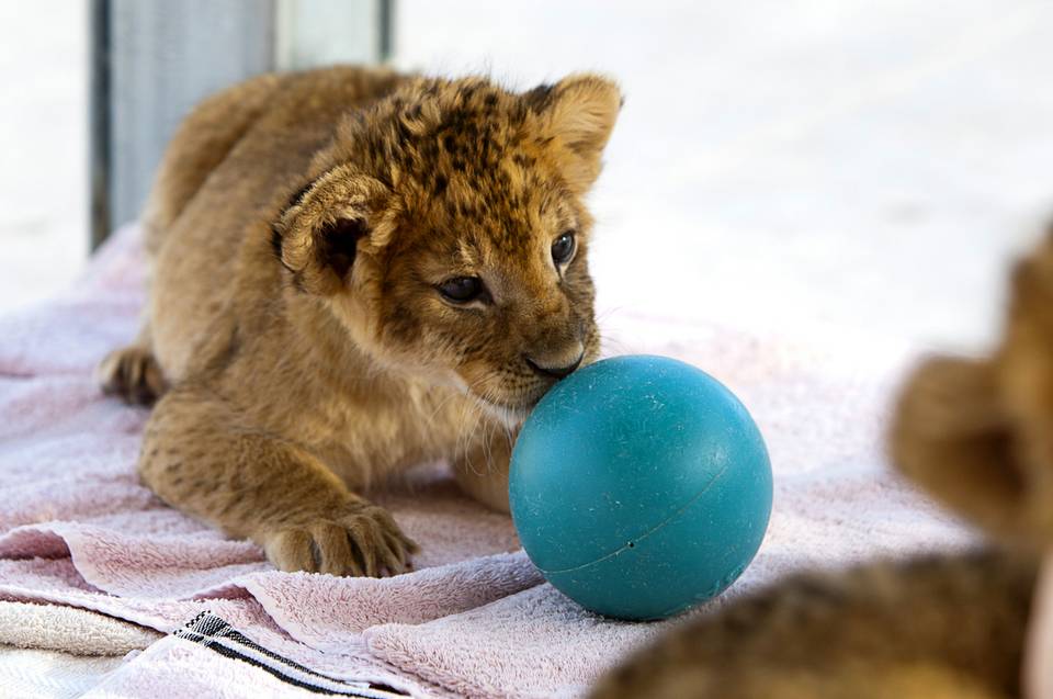 Lion Habitat Welcomes 7 Cubs