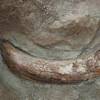A look at a partially unearthed Columbian Mammoth tusk Thursday in the proposed Tule Springs National Monument area located in the northern part of the Las Vegas Valley.