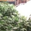Medical marijuana is shown in a home in this 2010 file photo. 