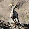 A team from the National Park Service attempts to capture a ram for tagging purposes. The NPS tagged animals to track data about the desert big horn sheep's movements, data that led to the construction of three wildlife bypasses over US-93 in Arizona.