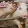 Pigs root about their pens at R.C.Farms, Inc., on Wednesday, August 13, 2014.