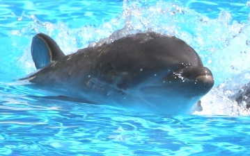 Second dolphin of the year born at Mirage habitat
