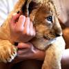Trainer Katie Massey plays with 8-week-old lions at the Lion Habitat at MGM Grand in Las Vegas on Friday, June 17, 2011.
