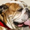 Big Mac, a four-year-old, Bull Mastiff mix, rests with his owners at the Lazy Dog Restaurant & Bar's Dog Friendly Patio in Downtown Summerlin Sunday, Feb. 7, 2016. The Clark County Health District has started providing waivers to restaurants that want to create dog-friendly patios as long as the restaurants meet certain requirements.