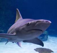 Las Vegas is some 230 miles from the Pacific Ocean, but that doesn’t mean it’s sharkless. With interest in the majestic ocean predators at a peak this time of year — the Discovery Channel’s popular ...
