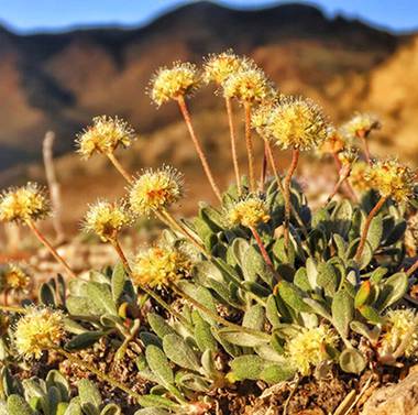 Thousands of Tiehm’s buckwheat plants, a rare desert wildflower that lives on 21 acres in Esmeralda County, have been destroyed.
