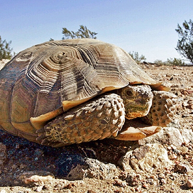 An environmental conservation group is suing the federal government and Clark County on claims of failing to protect the Mojave desert tortoise ...