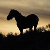 BLM to round up wild horses, burros outside of Las Vegas