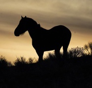 The Bureau of Land Management on Wednesday will start rounding up wild horses and burros outside of Las Vegas to prevent the degradation of public lands, officials said this morning. No helicopters will be used in ...