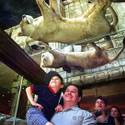 Last Day for Lion Habitat