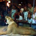 Last Day for Lion Habitat