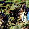 A female sage grouse, left, views a strutting male sage grouse during mating season, in this April, 2001 file photo taken in northwestern Nevada. 