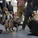 Dogs on the Strip