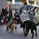 Dogs on the Strip