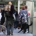 Dogs on the Strip