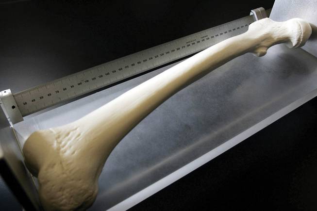 
A plastic model of a femur is a teaching tool in the forensic science program at UNLV, which is less than five years old and is being phased out. 