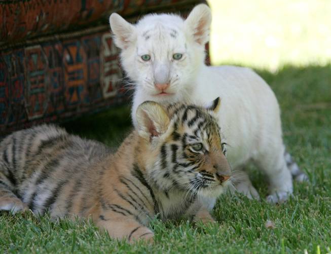 A pair of cubs which are the newest addition to Siegfried & Roy's Secret Garden and Dolphin Habitat at The Mirage. 