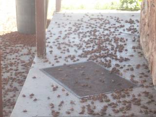 A June 2008 photo showing Mormon crickets in the parking lot of the Lone Mountain Station at the intersection of Highways 225 and 226, north of Elko.