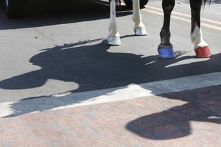 Manicured hooves are seen on a horse walking in the 60th annual Damboree parade in Boulder City.