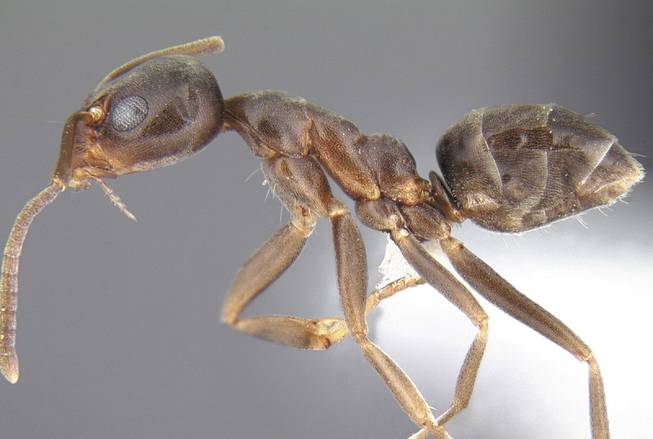 Argentine ant.