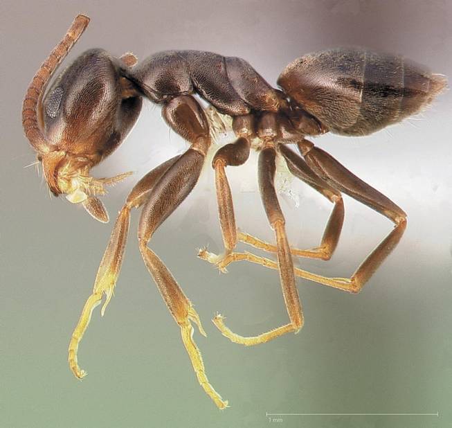 Odorous house ant.
